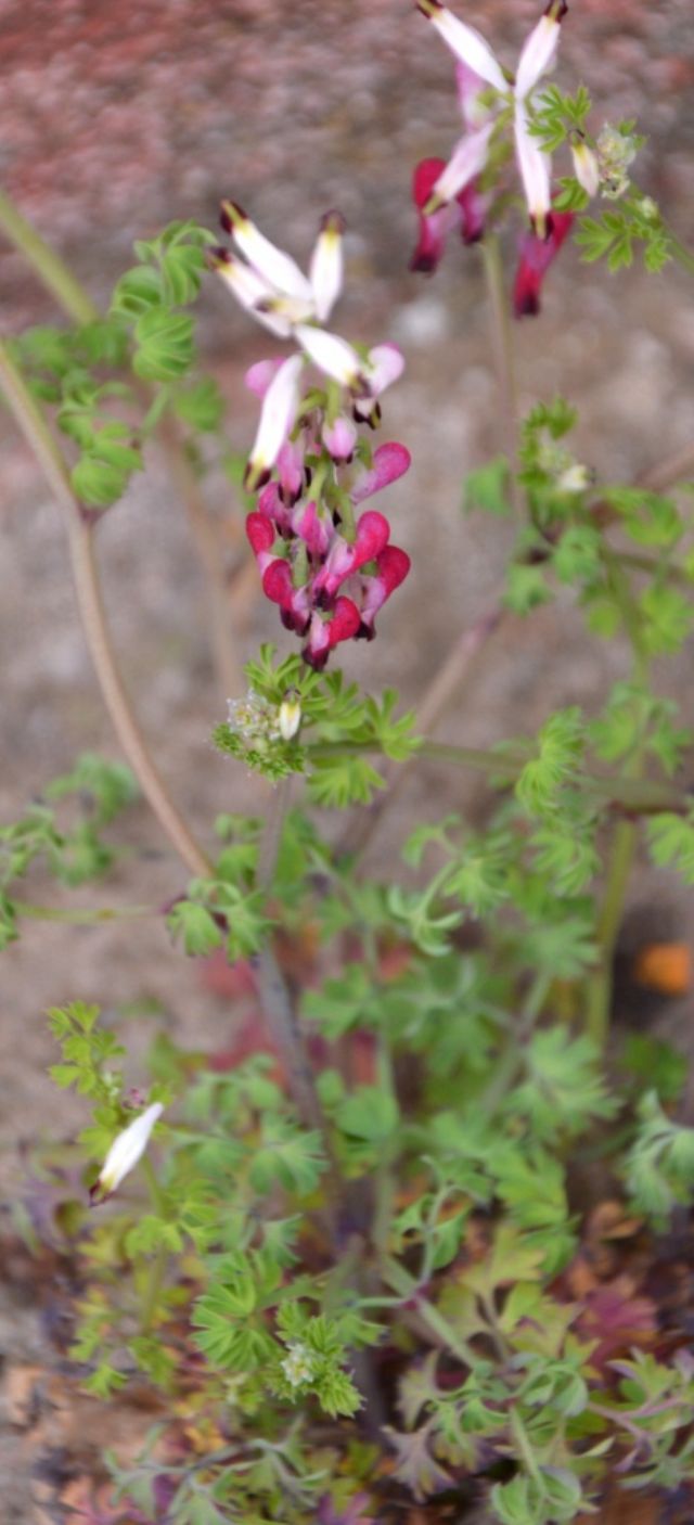 Fumaria capreolata / Fumaria bianca